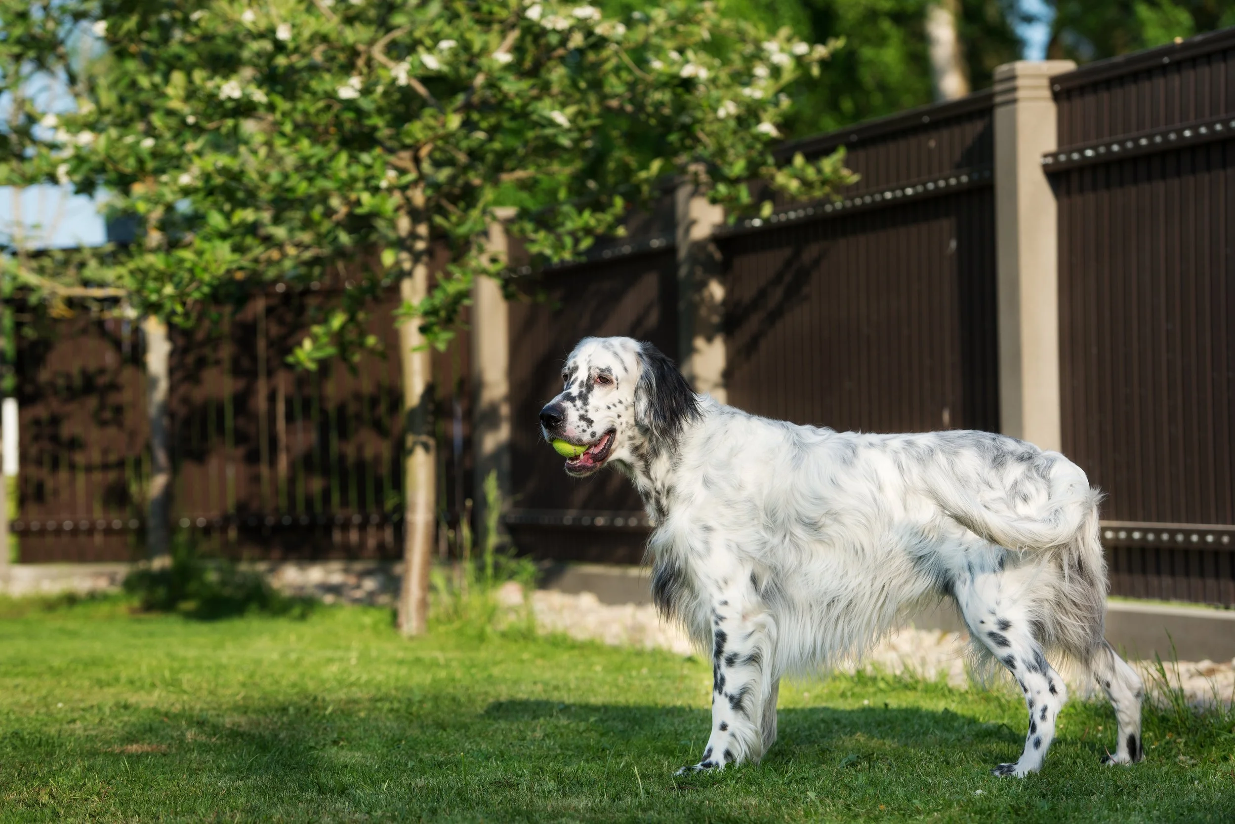 dog with aluminum fence