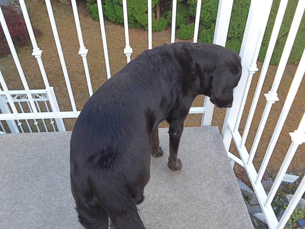 dog on balcony